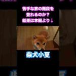 苦手な家の階段を登れるのか #柴犬 かわいい犬の鳴き声/散歩