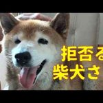 【807】調査を拒否る柴犬さん かわいい犬の鳴き声/散歩