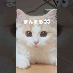 棚の下からニュルっと｜PECO #子猫 #スコティッシュフォールド #愛猫家 #子猫のいる生活 #scottishfold #kitten #kittenlife #catlover かわいい犬の鳴き声/散歩