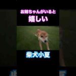 お姉ちゃんがいると嬉しい #柴犬 かわいい犬の鳴き声/散歩