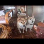 お茶の間キャロロワン かわいい犬の鳴き声/散歩