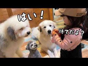 【圧倒的権力】狂犬も超大型犬も大型犬の子犬も２歳児の前ではすっかり従順になりました…｜グレートピレニーズ&オールドイングリッシュシープドッグ&トイプードル かわいい犬の鳴き声/散歩