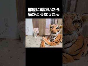 部屋に虎がいたら猫がこうなった...笑#cat #tiger かわいい犬の鳴き声/散歩