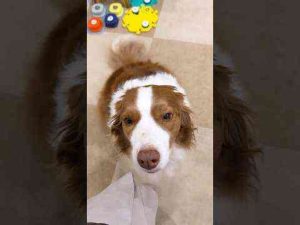 飼い主が浮気をしてショックを受ける犬・・・【ボーダーコリー・オーストラリアンシェパード】#shorts かわいい犬の鳴き声/散歩