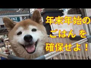 【886】年越しの準備 かわいい犬の鳴き声/散歩