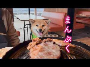 久しぶりの焼き肉にまるで人間の子どものように目をキラキラさせる柴犬が可愛い かわいい犬の鳴き声/散歩