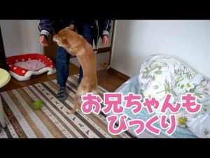 【早送り？】お兄ちゃんもびっくりの食欲　ASMR かわいい犬の鳴き声/散歩