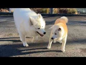 柴犬あいたんの真似っこをするデカ子犬サモエド かわいい犬の鳴き声/散歩