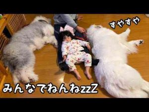 【初めての】超大型犬と大型犬の子犬と狂犬と２歳児が初めて一緒にねんねしてくれました！｜グレートピレニーズ&オールドイングリッシュシープドッグ&トイプードル かわいい犬の鳴き声/散歩