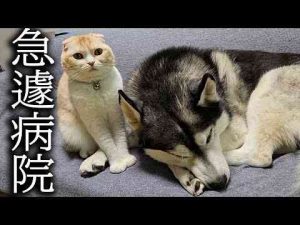 腫瘍が見つかり急遽病院に連れていった結果... かわいい犬の鳴き声/散歩