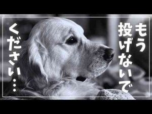 正月だからって特にやることないよね｜ゴールデンレトリバーと北海道暮らし かわいい犬の鳴き声/散歩