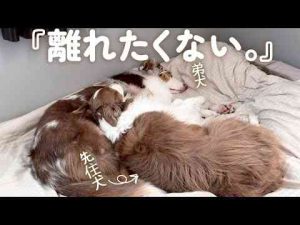 弟犬が好きすぎて枕にしちゃう先住犬が可愛い笑【ボーダーコリー・オーストラリアンシェパード】 かわいい犬の鳴き声/散歩