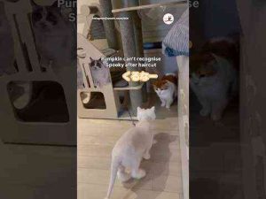 変貌した同居猫を見て…｜PECO #マンチカン #猫 #愛猫家 #猫のいる暮らし #munchkin #cat #catlover #catlife かわいい犬の鳴き声/散歩