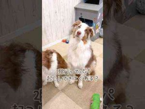 朝パパを起こしに行ってくれる犬達が賢い！！✨【ボーダーコリー・オーストラリアンシェパード】#shortsリリガル Lillie and Garcello