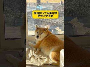 柴犬の乗り物集めてみました#柴犬#シベリアンハスキー#shorts #shortsvideo #youtubeshortsもちごめ兄弟ちゃんねる