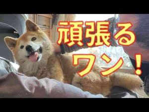 【924】お兄ちゃんが会いに来てくれましたパパと柴犬ちょこちゃん