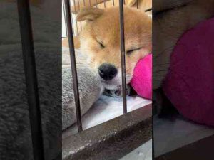 【豆柴犬】気持ちよく寝てる子犬ちゃん❤︎豆柴専門チャンネル「まめしば亭」