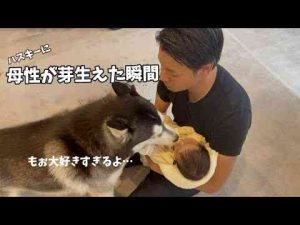 【初めて赤ちゃんと対面】赤ちゃんだと思ってたハスキーに母性が芽生えました…もちごめ兄弟ちゃんねる