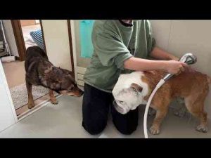 ぶるまるのお風呂拒否をみかねて、ビビりな保護犬が風呂場まで応援しに来てくれました…ブルドッグぶるまるチャンネル
