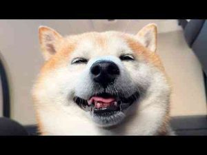 さんぽの帰り道は満足してることがバレバレな柴犬柴犬らんまる