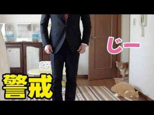 飼い主がスーツを着ると警戒する柴犬小夏　奥須磨公園　桜満開柴犬小夏のKonachannel