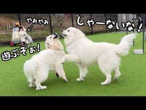 【デカい！】超大型犬が大暴れしているのを余裕の表情で見守る２歳児がすごい…笑｜グレートピレニーズ&オールドイングリッシュシープドッグ&トイプードル山奥暮らしのシュシュ