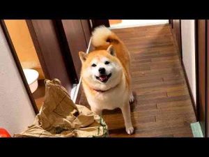 さすがに５分ぶりの再会ではあまり走行距離が出ない柴犬柴犬らんまる
