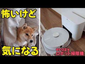 おしゃべりロボットが怖いけど気になる柴犬小夏　ロボット掃除機　ecozy RV-SL350B柴犬小夏のKonachannel