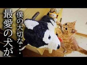ぬいぐるみをタンスに片付けたら子猫と兄猫が大変ことに...犬と猫の親バカ日記　ハスキー&トイプー&スコティッシュ