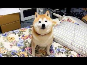 家族が戻って来るまで、やれやれ顔でお布団をキープしておいてくれる柴犬柴犬らんまる