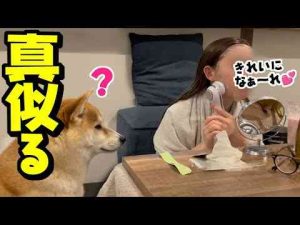 美顔器する娘の真似をしようとする女子力高い柴犬がこちらですこまちく家族チャンネル〜こんぶ和え〜shibainu komachiku family