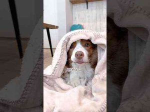 自分でお布団に包まる犬達が賢可愛いすぎる♡【ボーダーコリー・オーストラリアンシェパード】#shortsリリガル Lillie and Garcello