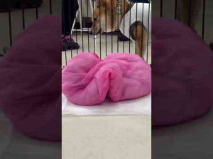 【豆柴犬】急に破天荒になる赤ちゃん豆柴専門チャンネル「まめしば亭」