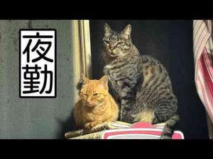 犬動画 | かくして安全な夜は守られた　Tiny Guardians of the Night【YouTubeおすすめ】