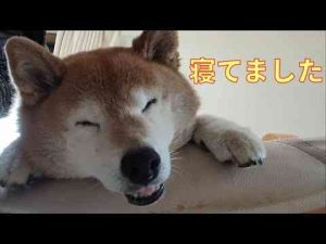 犬動画 | 【980】連休は何してた？【YouTubeおすすめ】