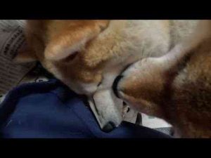 犬動画 | お顔無くなっちゃいそうなぐらいペロられるモモさん【YouTubeおすすめ】