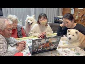 犬動画 | 柴犬あいたんの写真鑑賞会、可愛すぎてニヤニヤが止まりませんでした。【写真集】【YouTubeおすすめ】