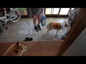 犬動画 | 2025年5月7日(水) 姪っ子ちゃんお出迎えをする門番モモさん【YouTubeおすすめ】