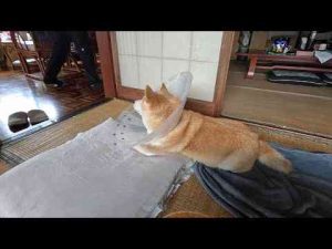 犬動画 | 荷物運びのお手伝いができないので入管チェックごっこを始めるモモさん【YouTubeおすすめ】