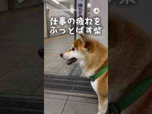 犬動画 | 大好きなパパが帰ってきた！！！｜PECO【YouTubeおすすめ】