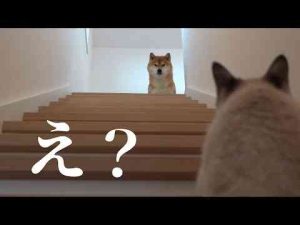 犬動画 | 柴犬は輪に入れない子猫を見て決心をしたようです。【YouTubeおすすめ】