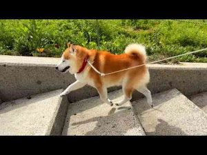 犬動画 | 意外とむずかしいステップで階段を上がっている柴犬【YouTubeおすすめ】