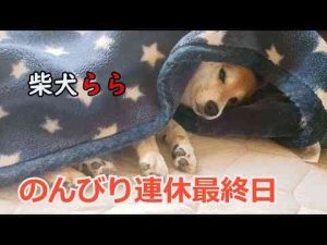 犬動画 | のんびり連休最終日【YouTubeおすすめ】