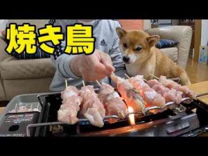 犬動画 | 【まだ熱いよ！】焼き鳥にどハマりした柴犬小夏【YouTubeおすすめ】