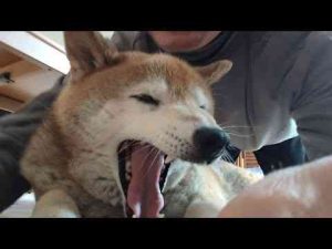 犬動画 | 【981】今日も仲良し【YouTubeおすすめ】