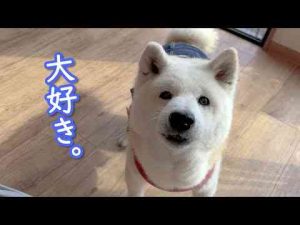 犬動画 | 子供の日、何歳になっても可愛い大切な愛犬を盛大に喜ばせてきました。柴犬の激かわスキップ【YouTubeおすすめ】