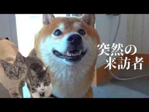 犬動画 | 柴犬は保護猫と奇跡的な距離感に！…しかし突如、予期せぬ訪問者が！【YouTubeおすすめ】