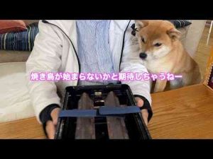 犬動画 | 焼き鳥がまた始まらないかなーと期待しちゃう柴犬小夏　新港第一突堤西側緑地【YouTubeおすすめ】