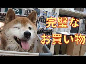 犬動画 | 【982】ビーフが品切れ【YouTubeおすすめ】