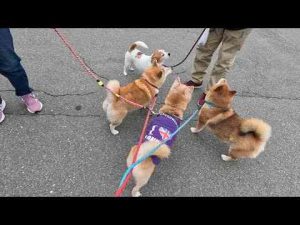 犬動画 | はるのパンまつり【YouTubeおすすめ】